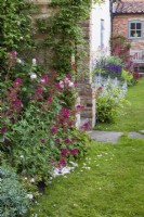 Red valerian Centranthus ruber and silver Stachys byzantina  next to the front door. Roses and clematis clothe the brick walls.