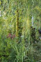 Salix x sepulcralis var. chrysocoma - Golden weeping willow underplanted with  Lythrum salicaria 'Robert'