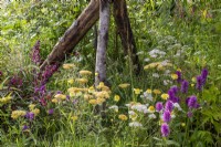Mixed perennial planting of Betonica officinalis 'Hummelo', Anthemis tinctoria 'E C Buxton' - Dyer's chamomile, Achillea 'Terracotta', Achillea millefolium and Salvia 'Love and Wishes'