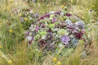 A modern contemporary ball of mixed Sempervivum and Echeveria succulents set within planting of Craspedia globosa and Stipa tenuissima - Mexican feather grass
