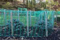 Picea glauca - Blue Colorado Spruce trees protected with  green plastic mesh fence to prevent branches from breaking from accumulated heavy ice and snow in winter, Quebec, Canada. 