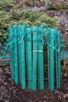 Thuja occidentalis - White Cedar tree protected with green wooden and plastic mesh fence to prevent branches from breaking from accumulated heavy ice and snow in winter, Quebec, Canada.