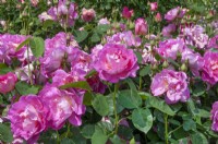 Rosa 'The Herbalist', June