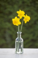 Narcissus 'King Alfred' - Daffodil - March