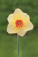 Narcissus 'Altruist' - Daffodil - March 