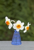 Narcissus  'Professor Einstein' - Daffodil - March