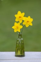 Narcissus  'Sweetness' - Daffodil - March