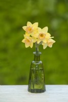 Narcissus  'Blushing Lady' - Daffodil - March