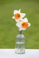 Narcissus  'Cromacolour' - Daffodil - March