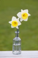 Narcissus  'Cornish King' - Daffodil - March