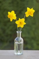 Narcissus  'Dutch Master' - Daffodil - March