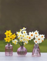 Assorted Narcissus in coloured vases - Daffodil - March