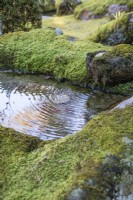 Water percolating through moss to create a ripple in a small pool. 
