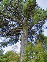 Pinus radiata syn. Monterey pine