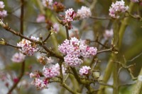 Winter flowering Viburnum bodnantense with pink flowers. February