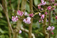 Winter flowering Viburnum bodnantense with pink flowers. February