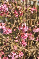 Winter flowering Viburnum bodnantense with pink flowers. 