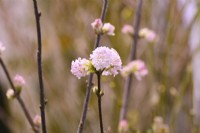 Winter flowering Viburnum bodnantense  'Charles Lamont' with pink flowers. February
