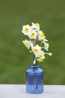 Narcissus  'Avalanche' - Daffodil - March 