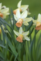 Narcissus 'Carice' - Daffodil - April