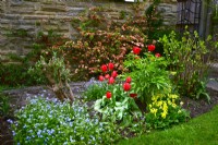 Early spring planting tulips, peony, forget-me-nots, primulas and flowering Chaenomeles  trained on wall.  April
