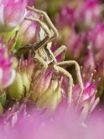Pisaura mirabilis - Nursery web spider hunting on Sedum flowers
