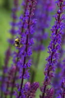 Salvia sylvestris 'Viola Klose' with bee