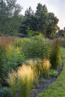 Stipa tenuissima catching the sunlight in the early morning on the perennial border. Also Calamagrostis acutiflora 'Karl Foerster' and buds of Eupatorium and Echinops.