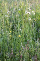 Part of the wildflower meadow with oxeye daisies, meadow buttercup, and yellow rattle, Rhinanthus minor, to discourage the grass growth.