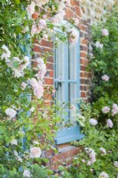 Rosa 'New Dawn', climbing rose, on house wall of brick and flint with blue painted window.