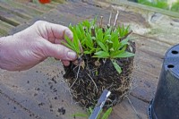 Seqence - taking basal cuttings off a clump of Helenium. Step # 1 