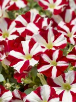 Petunia Peppy Hot Red, summer August