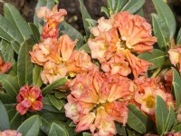 Rhododendron Hybride Orange Flirt, summer June