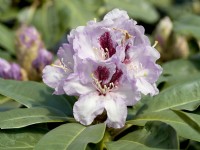 Rhododendron Hybrid Maroon Sappho, summer June