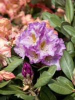 Rhododendron Hybrid Lavender Princess, summer June