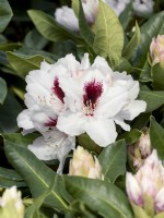 Rhododendron Hybrid Hachmann's Picobello, spring May