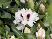 Rhododendron Hybrid Hachmann's Picobello, spring May