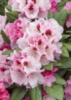 Rhododendron yakushimanum Nicoletta, spring May