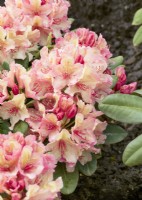 Rhododendron Brasilia, spring May