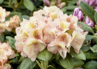 Rhododendron wardii Belkanto, spring May