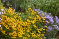 Asters and Rudbeckia in the Long Border in autumn at Waterperry Gardens.