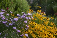 Aster 'Harrington's Pink' and Rudbeckia in the long border in autumn at Waterperry Gardens.