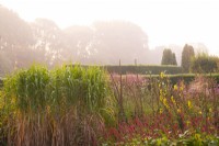 Miscanthus, Verbascum and Persicaria on a misty morning at Waterperry Gardens.