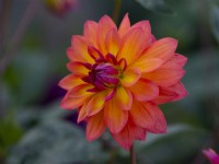 A close-up of Dahlia 'Firepot', a brightly coloured orange and yellow dahlia