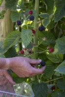Picking blackberries in late summer