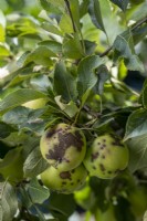 The disease Apple Scab, Venturia inaequalis