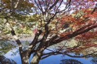 View through acer in autumn colour to the Kyoyochi Pond.