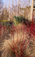 Cornus alba 'Sibirica' - Westonbirt Dogwood, Phlomis and Pennesetum alopecuroides 'Hamelin' in the Winter Garden at Kew Gardens