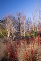 Cornus alba 'Sibirica' - Westonbirt Dogwood, Phlomis, Betula utilis  and Pennsetum alopecuroides 'Hamelin' in the Winter Garden at Kew Gardens