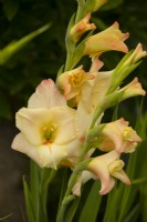Gladiolus 'Yellow Age'